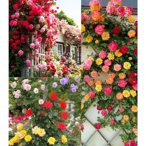 400 pièces Graines Rosier Grimpant Multicolore – Plantes Grimpantes pour Jardin Fleuri, Culture Facile et Floraison Abondante