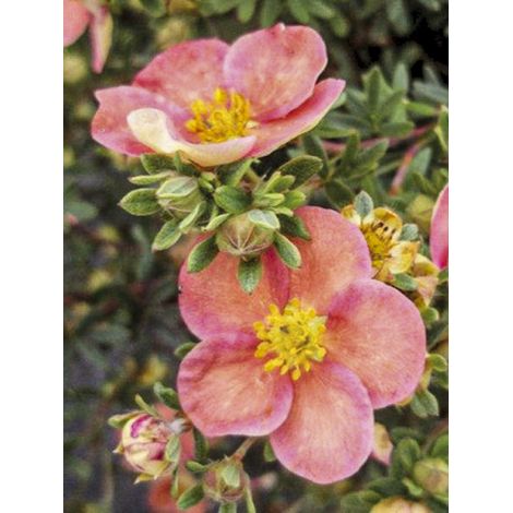 Potentille arbustive 'Glamour Girl' Pot de 3L/4L