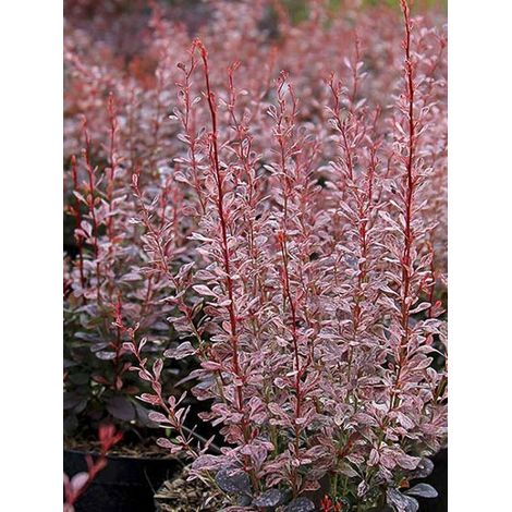 Épine-vinette de Thunberg 'Rosy Rocket' Pot de 7,5L/10L (1/4)