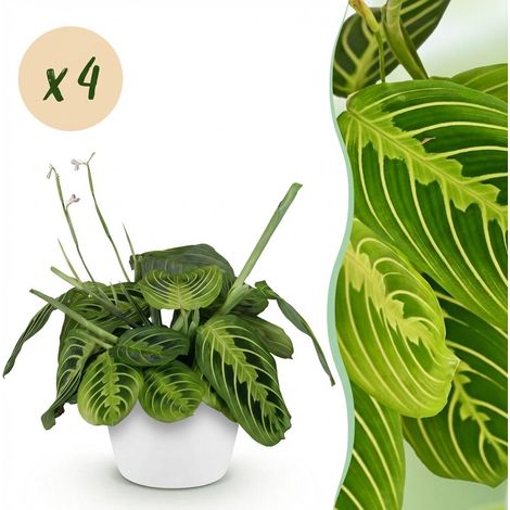 Maranta Fascinator Lemon Lime - Lot de 4 Plantes de Prière avec Pots Blancs - Ø 12 cm H 25 cm - PANGIVO (1/5)