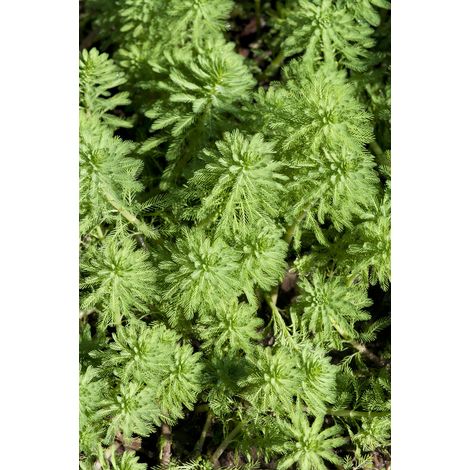 Bloomique - Myriophyllum Red Stem - Myriophylle rouge - Plantes de bassin - Plantes aquatiques - Rustique - Hauteur 10-20 cm - Pot 11 cm