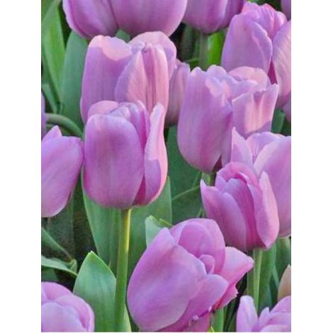 Tulipe triomphe 'Alibi' Bulbe calibre 11+ (par 10) (1/3)