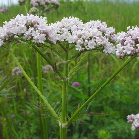 4 x Valériane officinale - Valeriana officinalis  - godet 9x9 cm