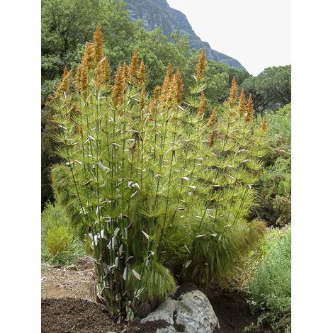 Prêle restio Pot de 2L/3L (1/2)