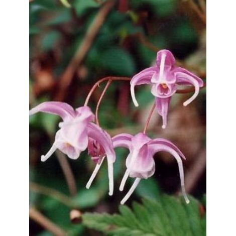 Fleur des elfes à grandes fleurs Godet de 8/9 cm (1/3)