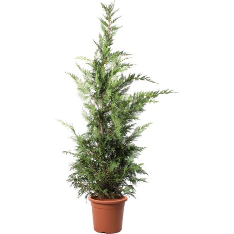 Cupressocyparis Leylandii - Cipresso di Leyland - Piante Vere da Esterno - H 200-220 cm Vaso Ø 30 cm (1/3)