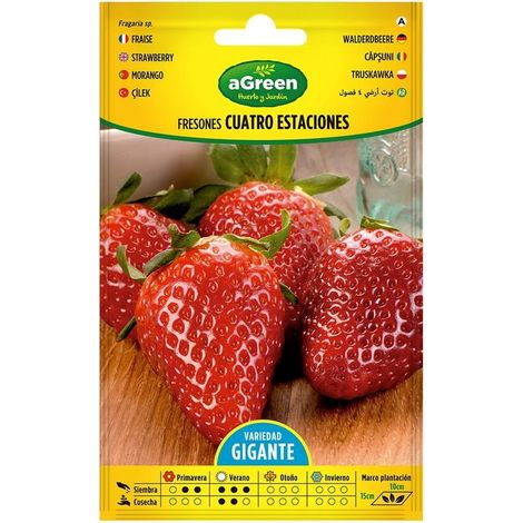 Paquet de graines de fraises 4 saisons - 10 unités