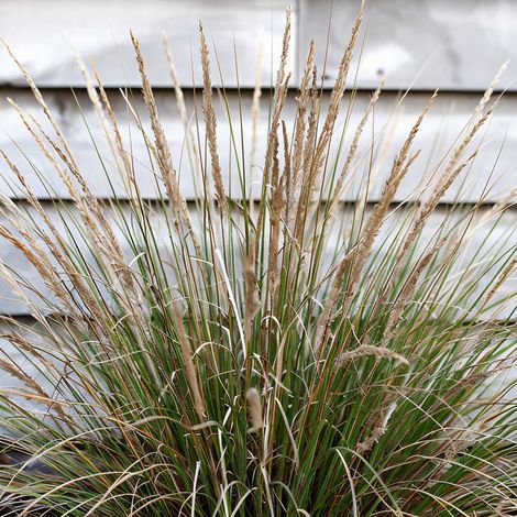 Gardenaria Stipa tenuissima 'Pony Tails' - Graminacea ornamentale da esterno - Altezza: 60 cm (vaso 24)