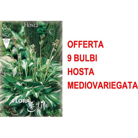 OFFERTA 9 BULBI HOSTA UNDULATA MEDIOVARIEGATA BULBS