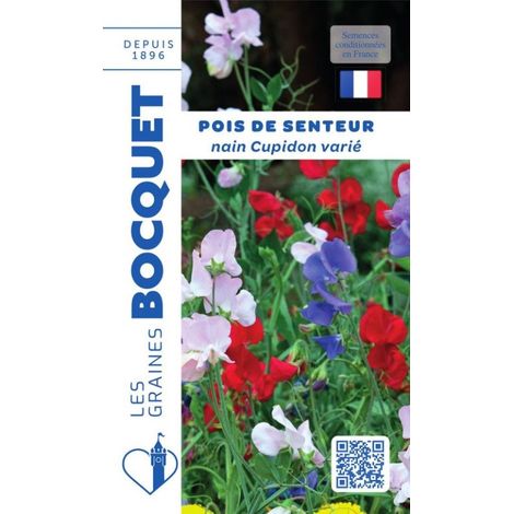 Pois de senteur nain Cupidon varié - 5g