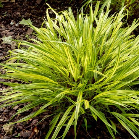 3 Herbes du Japon (Hakonechloa macra)