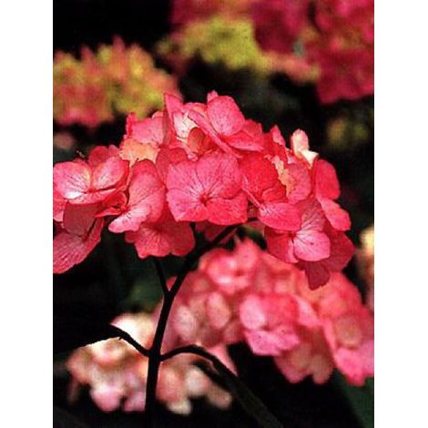 Hortensia 'Preziosa' Pot de 2L/3L (1/2)
