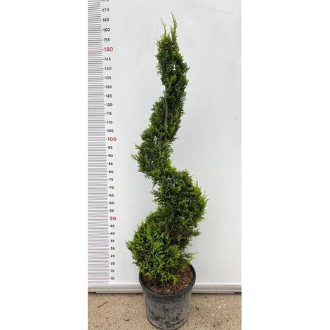 PIANTA DI CUPRESSOCYPARIS LEYLANDII SPIRALE VASO CLT 18 H.110/130  (foto reali)