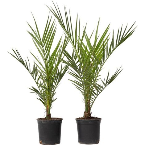 Plante en boîte - Phoenix Canariensis - Lot de 2 - Palmier dattier des Canaries - Pot de 15 cm - Hauteur 50-60 cm (1/5)