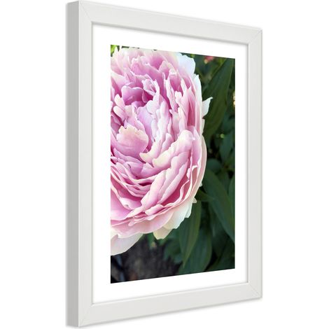 Quadro con cornice, Bella peonia rosa - 70x100 (1/5)
