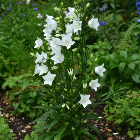 Campanule à feuilles de pêcher blanche/Godet - 5/20 cm