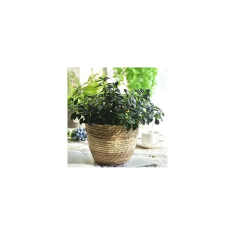 Robuster und multifunktionaler handgefertigter Strohblumentopf, Korb für Zuhause - Beige S-Crezuo