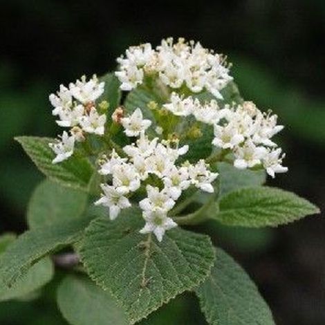 Viorne cotonneuse - Viburnum lantana  - 40-60 cm pot