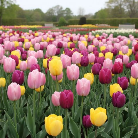 Bulbe de Tulipe simple hative Variées/Sachet de 20 bulbes (1/2)