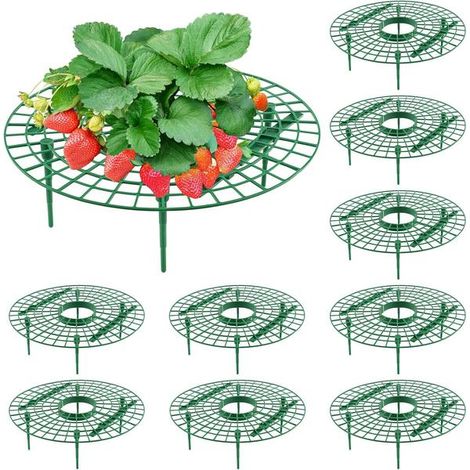 Lot de 10 supports à fraises ronds, pour garder vos fraisiers propres. (1/5)