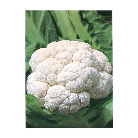 CHOU FLEUR SERAC HF1 - 0.5 G