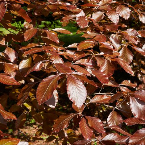 Hêtre pourpre - Fagus sylvatica Atropunicea 80cm en pot (1/2)