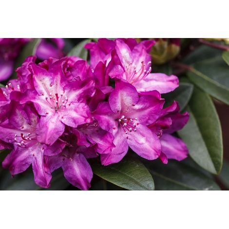 Rhododendron 'Anatevka' Rhododendron Hybr.'Anatevka' C 5 30- 40 (1/5)
