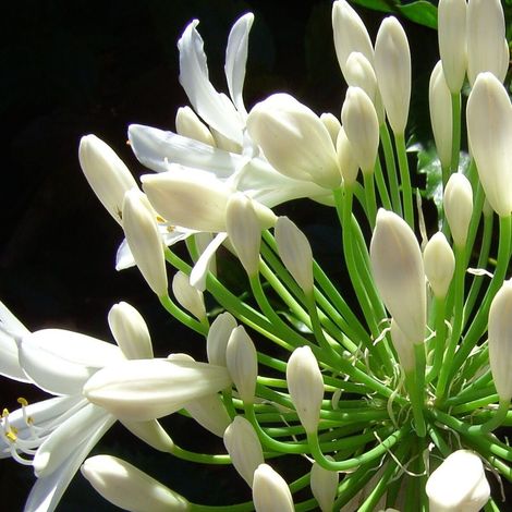 Agapanthe Kilmurry White®/Pot de 3L - Touffe