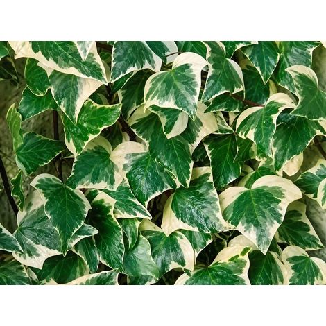 Gardenaria Edera - Hedera helix 'Gloire de Marengo' - Pianta rampicante ornamentale da esterno - Altezza: 100/120cm (vaso 19) (1/2)