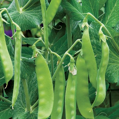 15 graines de pois gourmands, prêtes à être semées - gousses croquantes et comestibles, légumes - graines de jardin (1/5)