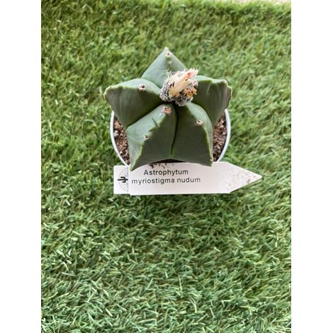 Astrophytum myriostigma quadricostatum nudum vaso 10,5cm foto reale