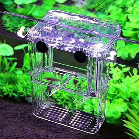 Doppelwandiges Acryl-Aquarium für die Fischzucht, hängender Inkubator für Jungfische, Isoliernetz für die Fischzucht (1/5)