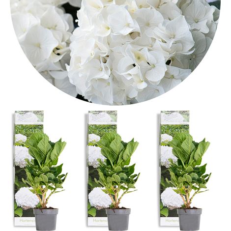Bloomique - Lot de 3 - Hydrangea Macrophylla Wudu - Hortensia - Hortensia commun - Plantes de jardin - Rustique - Hauteur 20-30 cm - Pot 10,5 cm