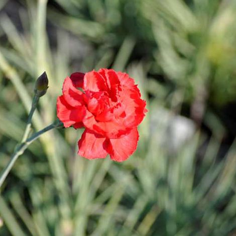 4 x Œillet mignardise - Dianthus plumarius 'David' - godet 9x9 (1/4)