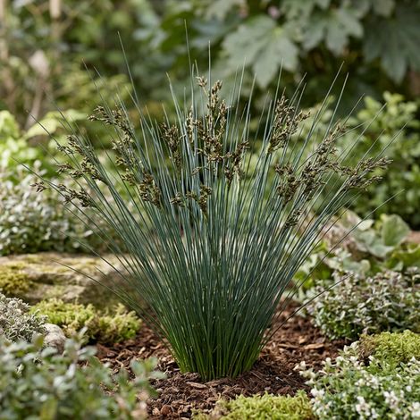 Laîche morrowii Irish Green 40cm Pot 3L - Carex morrowii Irish Green