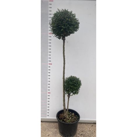 PIANTA DI LIGUSTRUM JONANDDRUM IN VASO ALBERELLO DUE SFERE (foto reali) LIGUSTRO