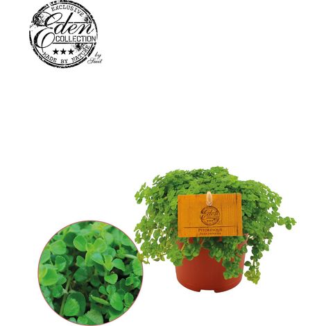 Pilea Depressa - Plante d'Aluminium d'Intérieur - Feuillage Argenté - Pot Ø10,5 cm - Hauteur 15 cm - PANGIVO (1/5)