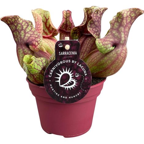 Sarracenia Venosa - Plante Carnivore Décorative en Pot Ø12 cm - Hauteur 20 cm - Entretien Facile - PANGIVO