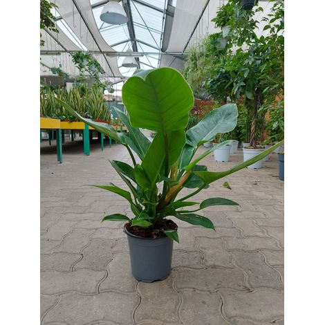 Philodendron Imperial Green (1/3)