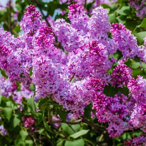 Pépinières Naudet – Lilas commun 'Michel Buchner' – Arbuste parfumé – Hauteur à maturité 2-3m – Floraison bleue/mauve en avril-mai – Rusticité jusqu'à -15°C