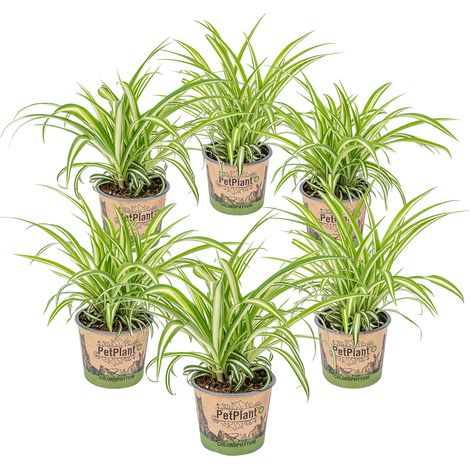Bloomique - Lot de 6 - Chlorophytum 'Variegatum' - Plante araignée - Dépolluante - Sans danger - 20-30 cm de Haut - Pot 12 cm