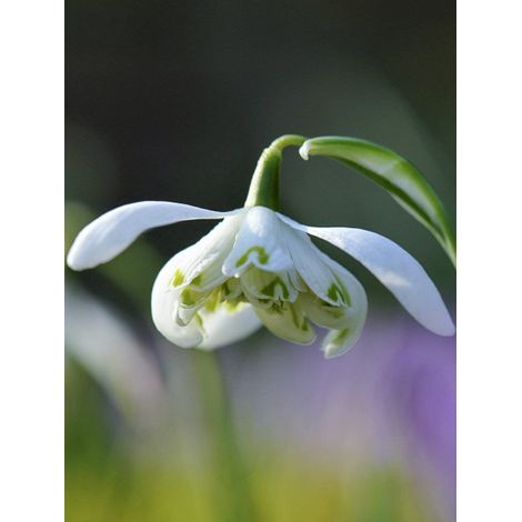 Perce-neige 'Flore Pleno' Bulbe calibre 5+ (par 10) (1/2)