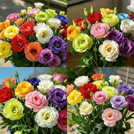 3000 Double Lisianthus Seeds – Colour Mix, Non-GMO Flowering Plant for Garden, Balcony, Easy to Grow