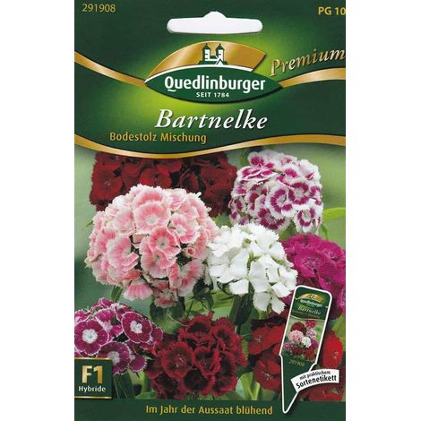 Bartnelken, Bodestolz Mischung F1, Blumensamen kaufen (1/4)