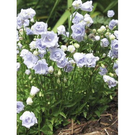 Campanule 'Elizabeth Oliver' Pot de 2L/3L (1/2)