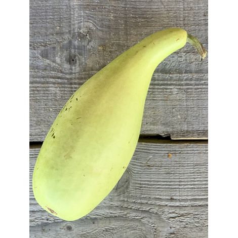 Gourde 'Poire à Poudre' le sachet de 15 graines environ (2g) (1/2)
