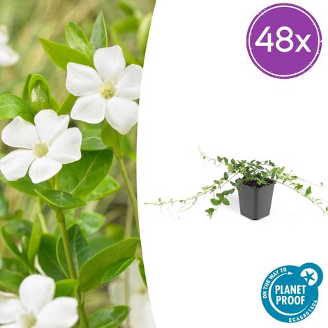 Lot de 48 Vinca minor 'Alba' Petite Pervenche Blanche Couvre-sol 10-25 cm Pot Ø9 cm - PANGIVO (1/5)