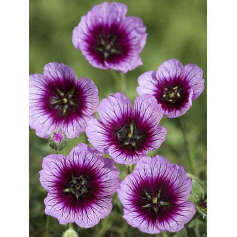 Géranium vivace à feuilles cendrées 'Jolly Jewel Violet' Godet de 8/9 cm