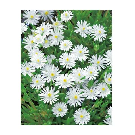 DELOSPERMA JEWEL OF DESERT MOON STONE - 3 GODETS