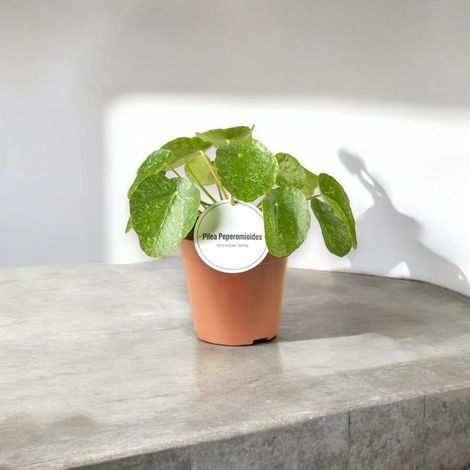 Gardenaria Pilea peperomioides 'Sugar' - Pianta da interno ornamentale - Altezza: 20 cm (vaso 13) (1/5)
